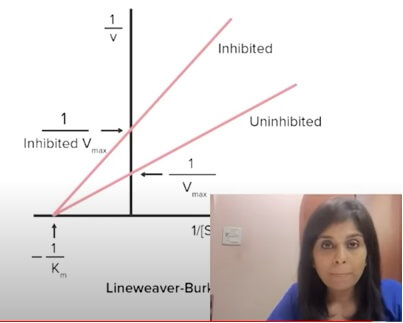 Non-competitive Inhibition graph