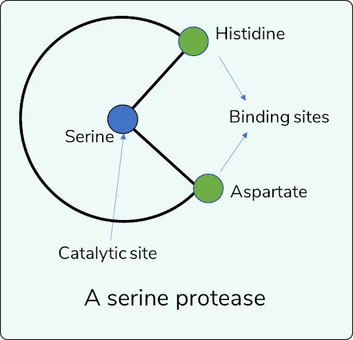 Enzymes - NEET PG Biochemistry