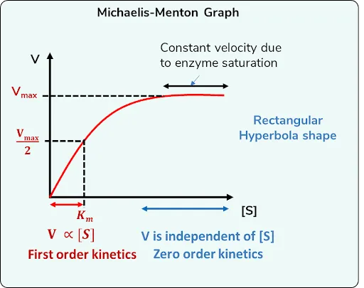 Michaelis Menten Graph (Most Enzymes)   