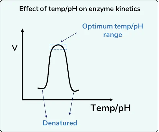 Temperature & pH Graph: Bell Shaped Graph