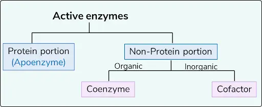 active enzymes