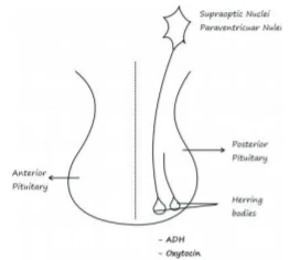 Posterior Pituitary 