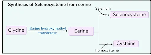 amino acids selenocysteine