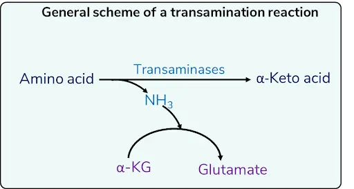 general scheme of transamination reaction