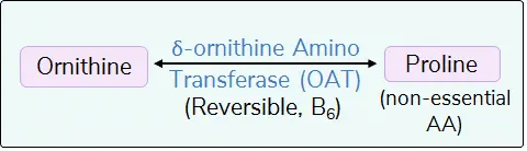 amino group of ornithine