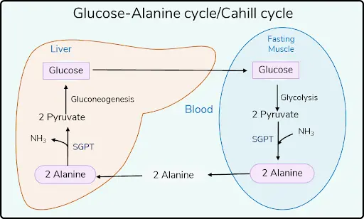 glucose alanine cycle