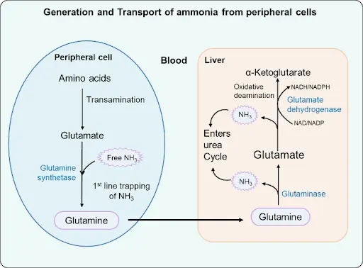 generation and transport of ammonia from peripheral cells