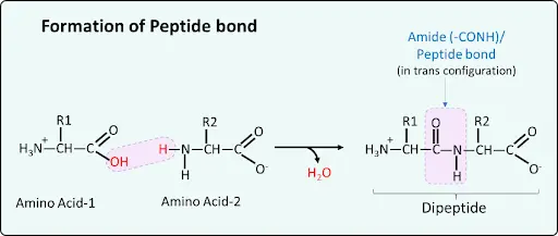 formation of peptide bond