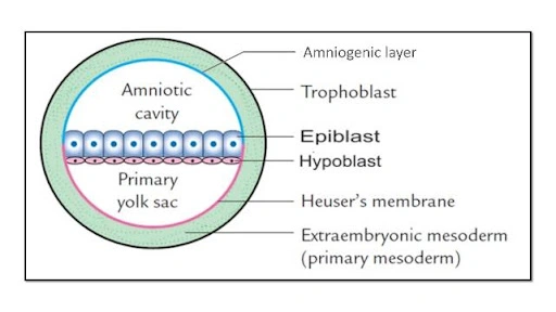 Placenta Formation Epiblast