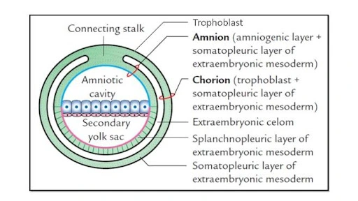 Placenta Formation EXTRA EMBRYONIC MESODERM