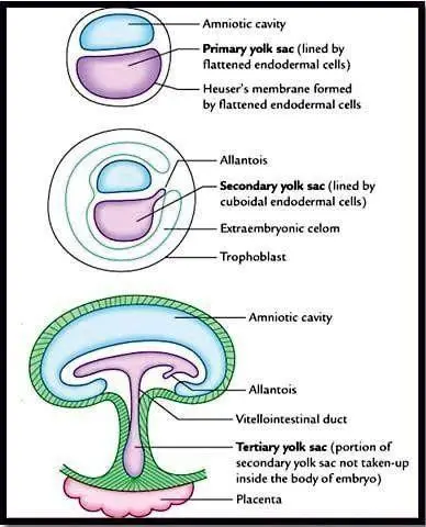 EXTRA EMBRYONIC MESODERM yolk sac