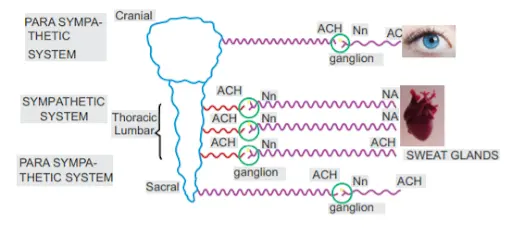 Cholinergic Drugs Autonomic Nervous System (ANS)