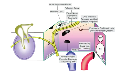 MIDDLE EAR