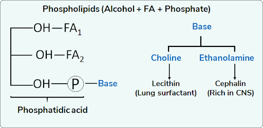 Phospholipid (PL)