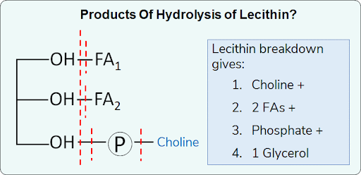 Phospholipid (PL)