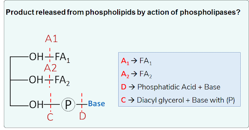 Phospholipases