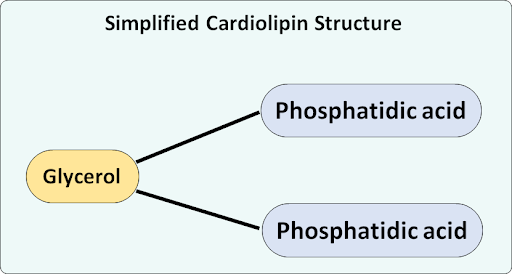 Complex phospholipid