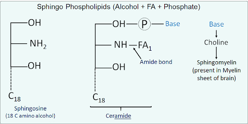 Phospholipids Types