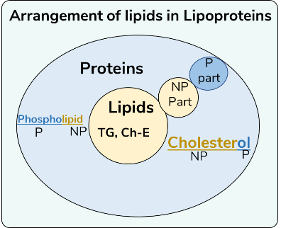 Arrangement of lipids in Lipoprotein