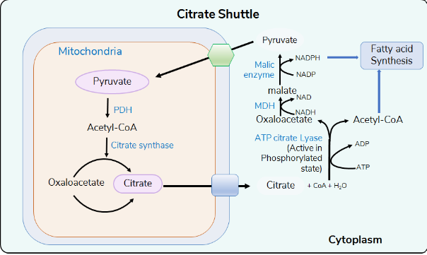 CITRATE SHUTTLE     