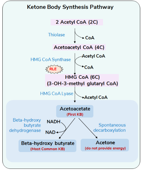 Ketozene body synthesis pathway