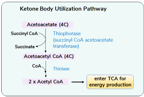 Ketozene body utilisation pathway