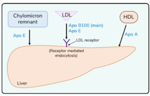 Ligands on lipoproteins for uptake by liver   