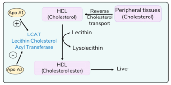 How HDL adds Fatty acid    