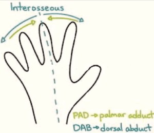 Interosseous muscles of hand