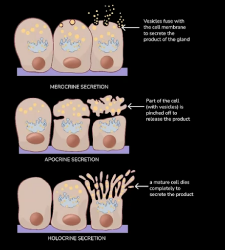 Types of Skin Gland Secretions: