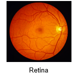 Retina