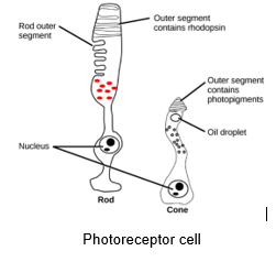 PHOTORECEPTORS