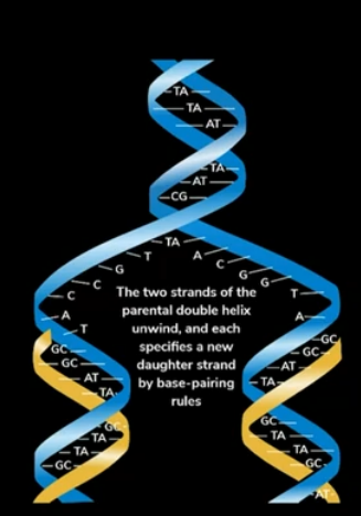 Replication of DNA