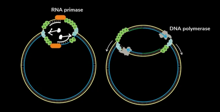 RNA primase