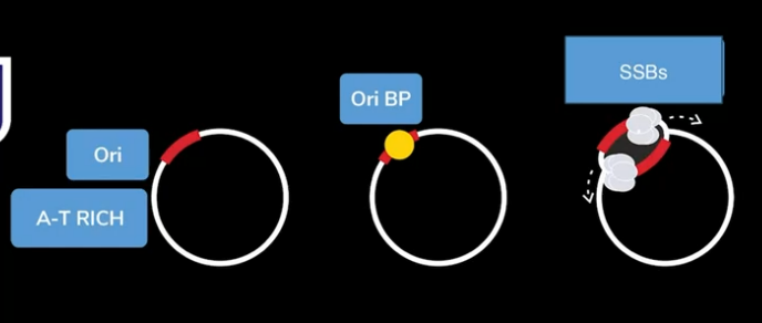 Steps of Replication