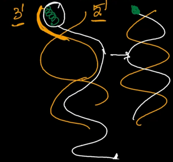 Telomeric end Shortening 