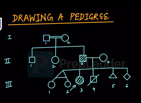 Drawing of a pedigree