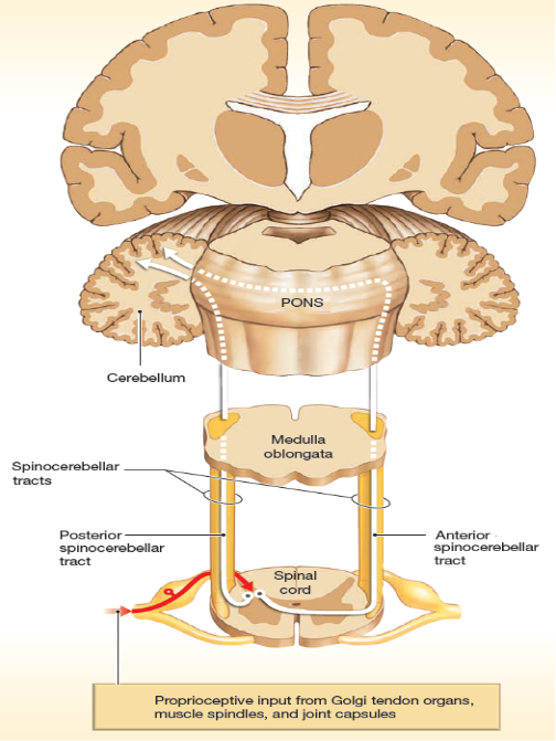 CEREBELLAR PATHWAY
