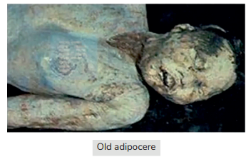 old adipocere