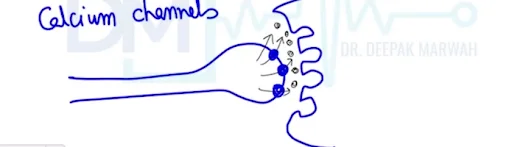 Calcium Channels