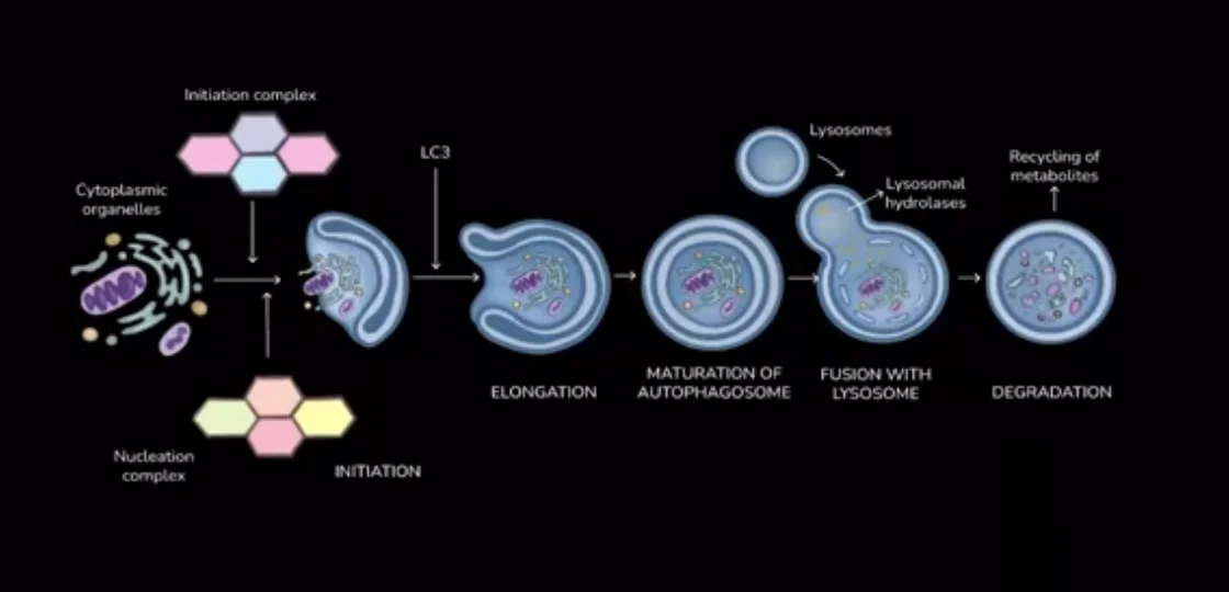 General outline of Macro-Autophagy 