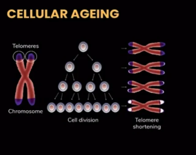 Cellular Ageing