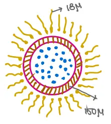 micropipette