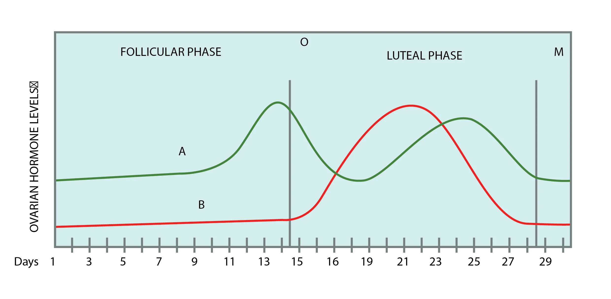 ovulation menstrual cycle