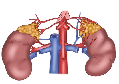 ADRENAL GLAND -Breast and Endocrine