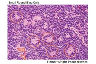 small round blue cells