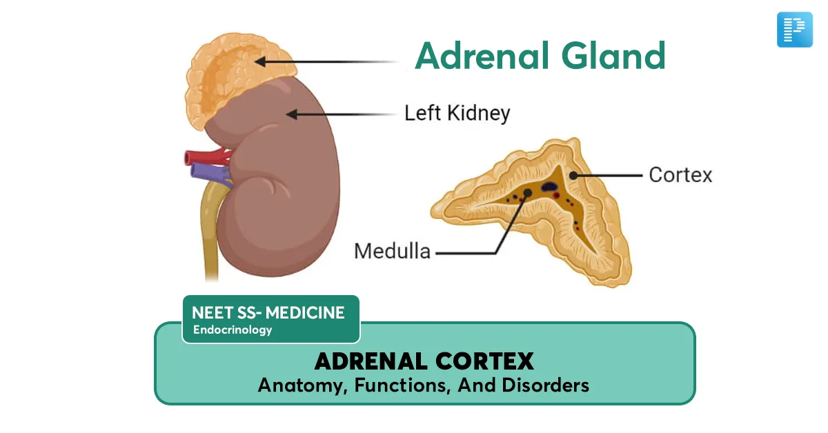 Adrenal Cortex Anatomy Adrenal Cortex Anatomy