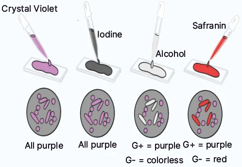 Differential Stains 2