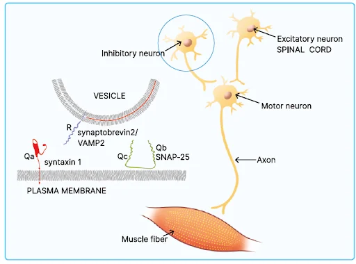 Mechanism of action