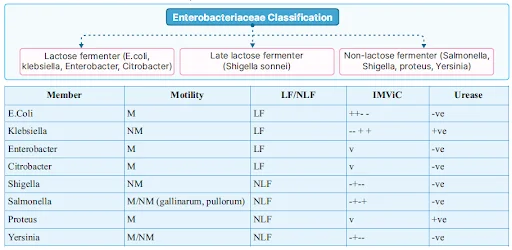 Gram negative bacilli: Enterobacteraceae
